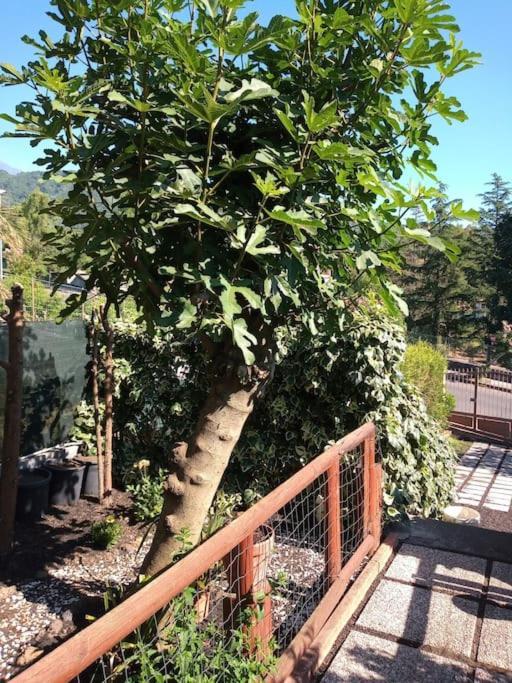 Loft Sotto Il Vulcano, Con Posto Auto Privato Zafferana Etnea Esterno foto